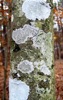 Lichen Tree