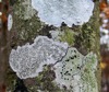 Lichen Tree Closeup