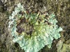 A leafy lichen.